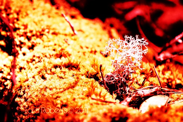 red moss, edited