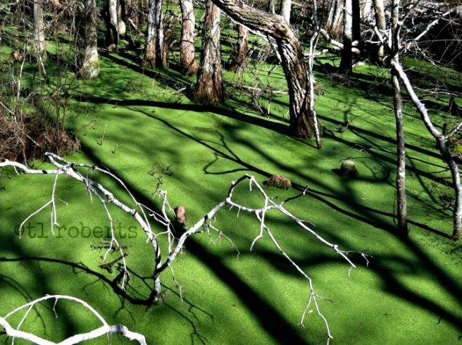 shadows of trees in a swamp