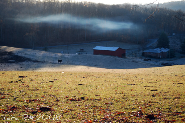 foggy morning in the country