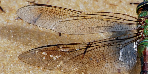dragonfly wing