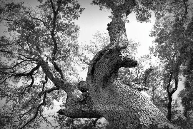 black and white oak canopy