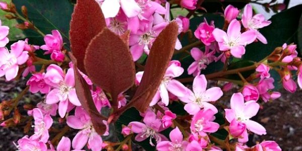pink cherry blossoms