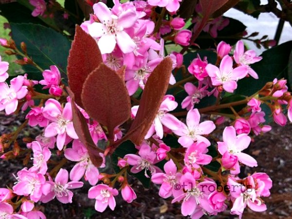 pink cherry blossoms