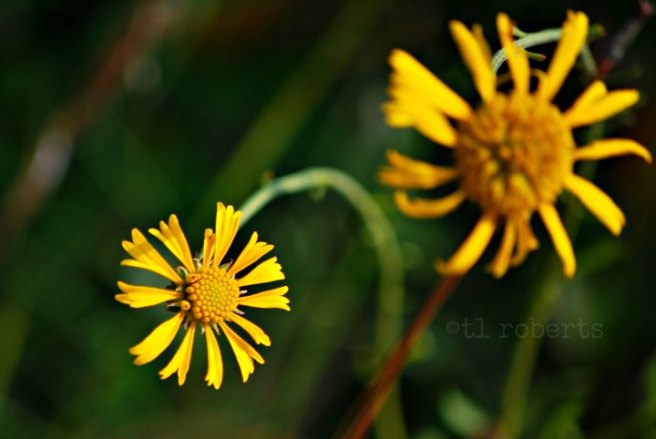 yellow daisy