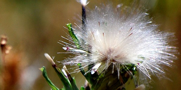 dandelion fluff