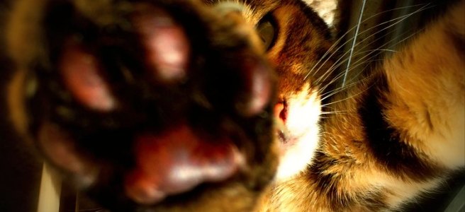cat paw macro