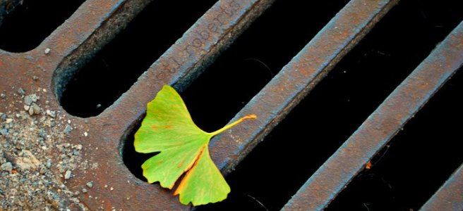 ginko leaf on a sewer grate