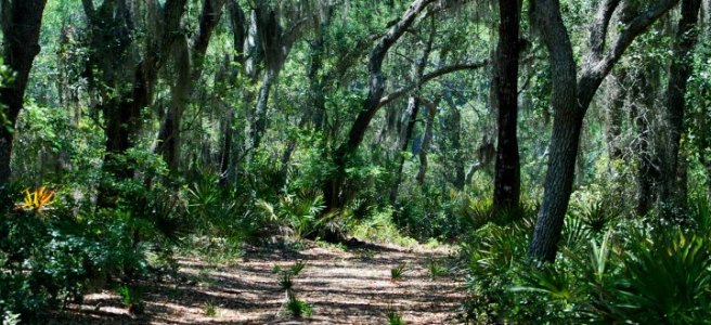 dirt trail in shadows