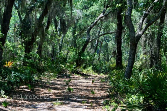 dirt trail in shadows