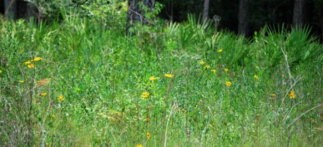 field of wildflowers