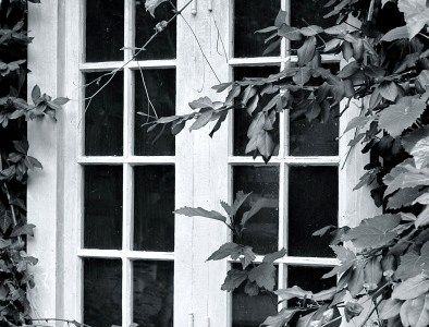 black and white ivy-covered window