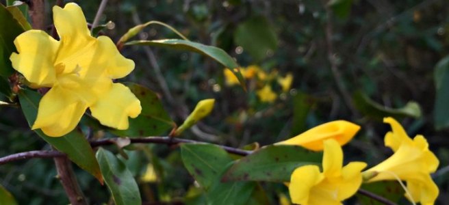 yellow allamanda