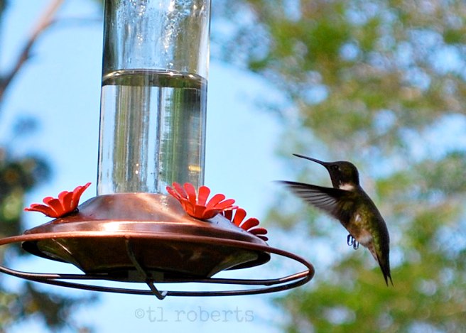hummingbird feeding