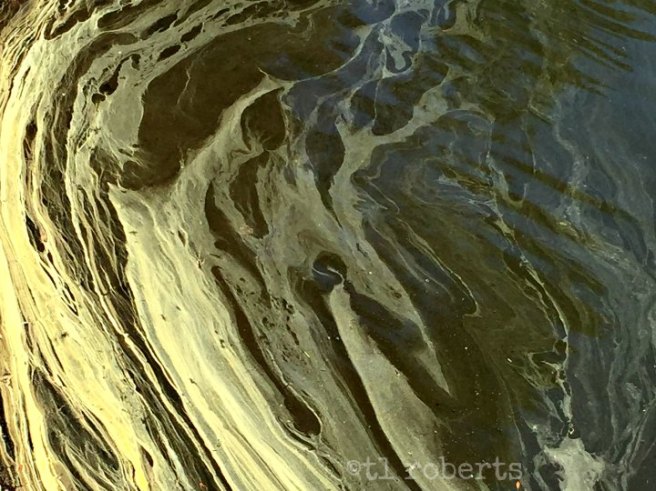 yellow pollen on water