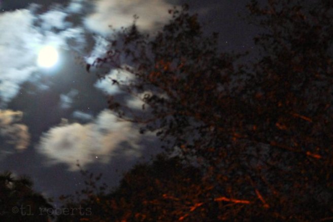 moonlight in the trees