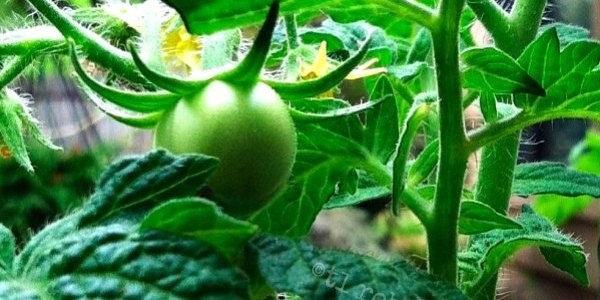 small green tomato