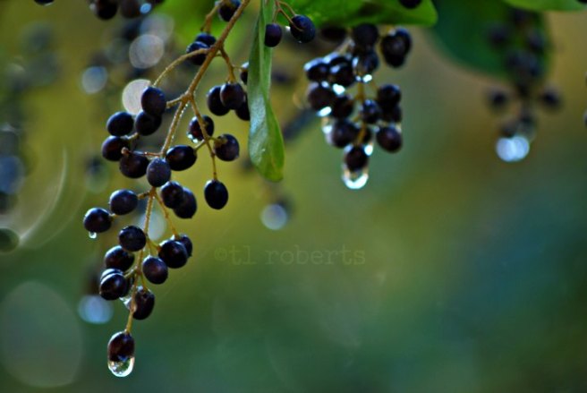 rain on black berries