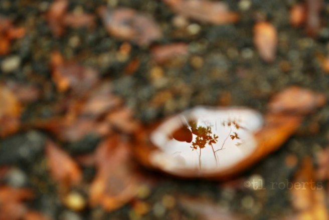 clear pool of rainwater in upturned leaf