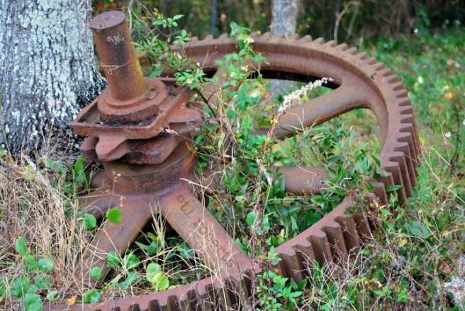 tree growing through tractor cog
