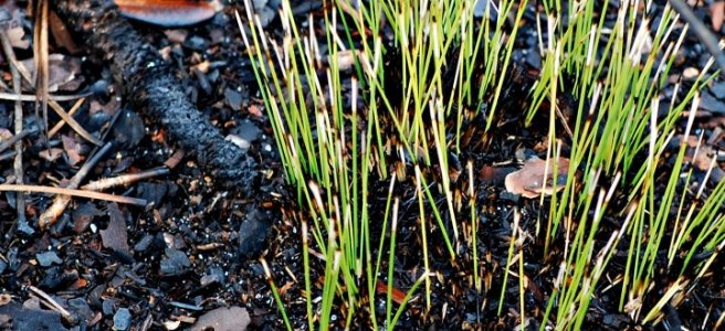 new growth after controlled burn
