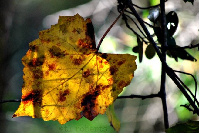yellow leaf bokeh background