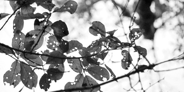 black and white image of leaves
