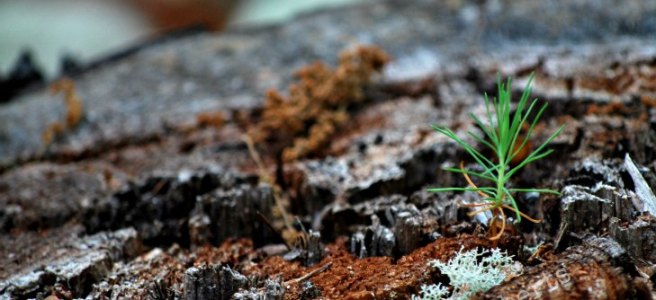 pine seedling growing from dead tree stump