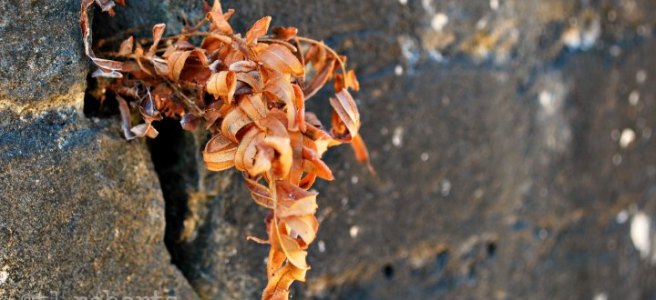 vine growing out of stone wall