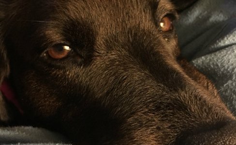 close up of Lab face