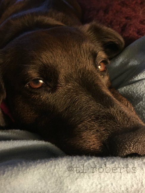 close up of Lab face