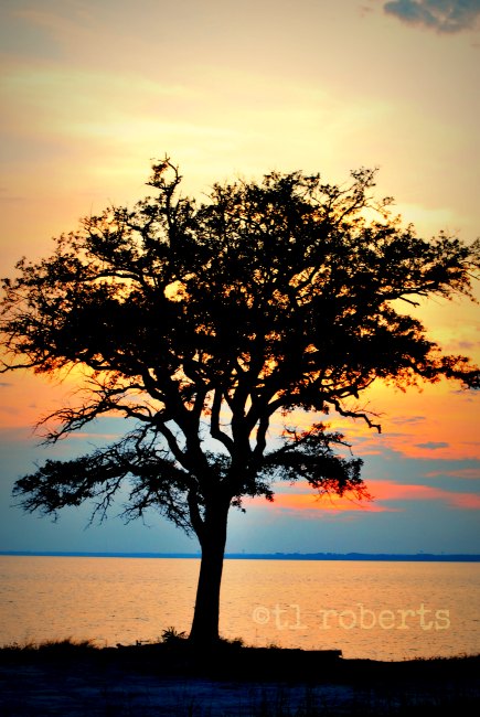 tree in silhouette at sunset