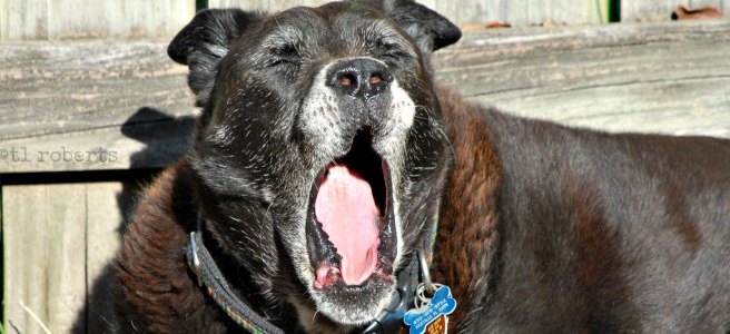 old black dog yawning