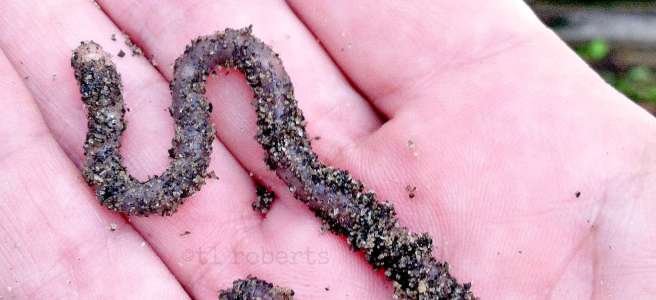 dirty earthworm