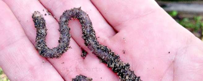 dirty earthworm