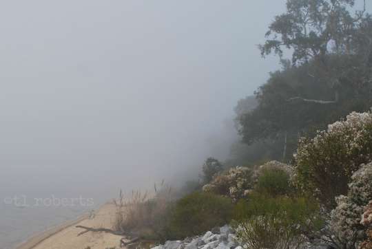 rocky, foggy beach