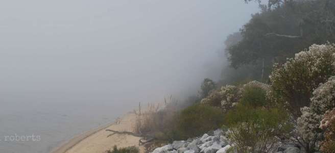 rocky, foggy beach