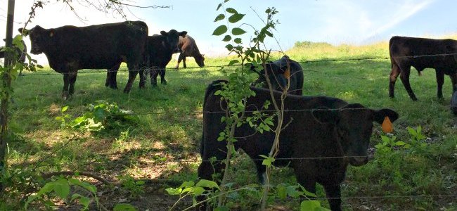 cows behind a barbed wire fence