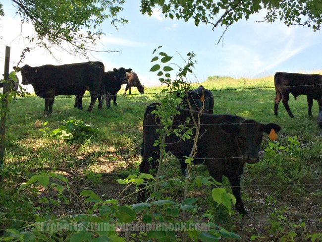 cows behind a barbed wire fence