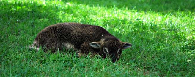 lamb lying in the grass