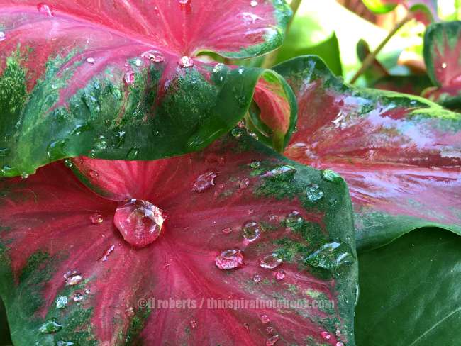 pink caladium leaf with dew drop