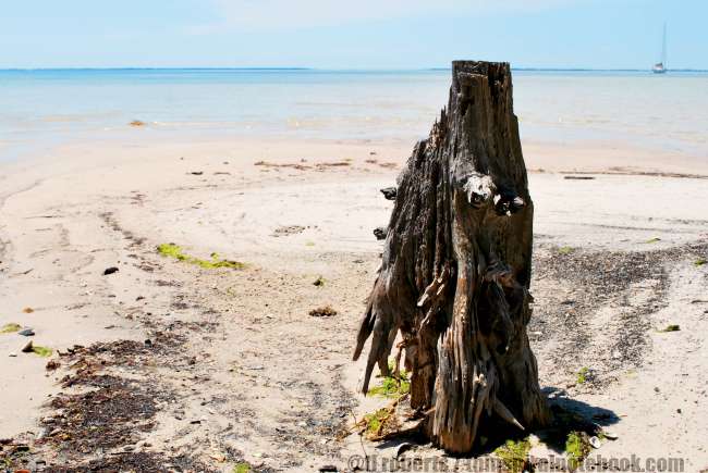 burnt stump on a beach, sailboat in the distance