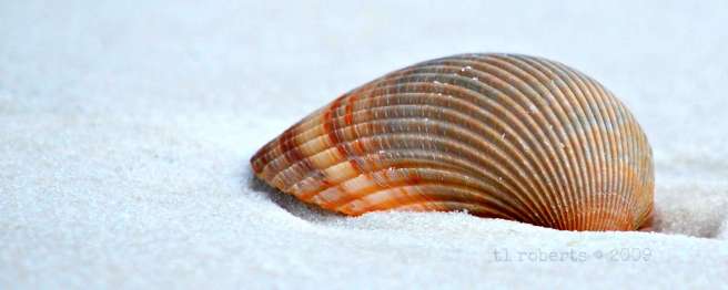 macro seashell on white sand