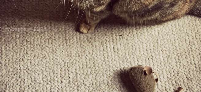 cat and toy mouse
