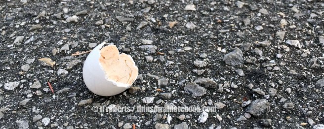 broken bird egg shell
