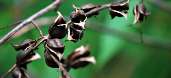 dried flower pods