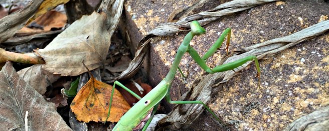 praying mantis