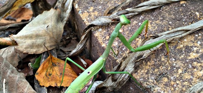 praying mantis