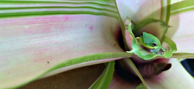 tree frog inside bromeliade