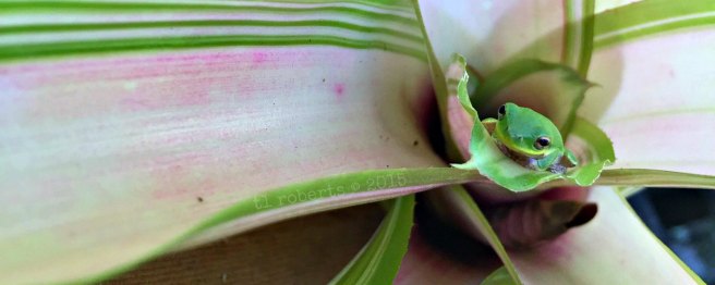 tree frog inside bromeliade