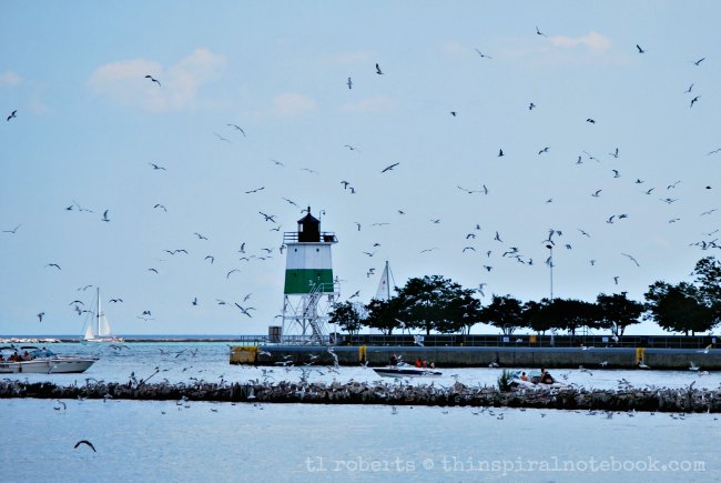 jetty and seagulls
